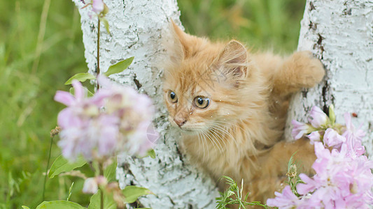 在草和花的背景之下 小金鸡在树上爬来爬去宠物猫科草地婴儿毛皮橙子猫咪哺乳动物虎斑眼睛图片