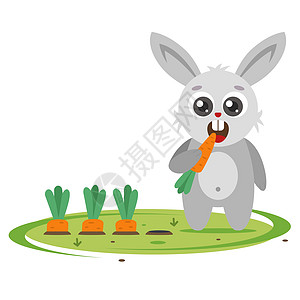 灰兔在花园里放胡萝卜 农业害虫图片