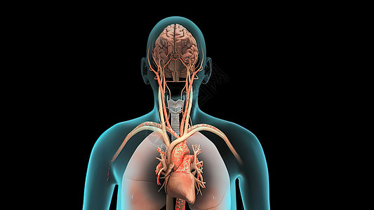 脑解剖人体内器官肺部呼吸系统空气身体男性图表呼吸肺炎肺泡肺科药品图片