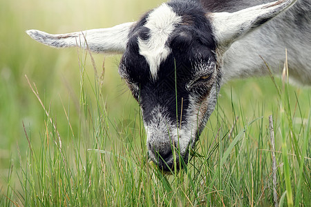 绿色草地上的黑白山羊肖像图片