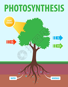 树树的光合作制方案图片