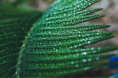 深绿色的圆形叶叶 用水滴巨集拍摄近身草本植物宏观植物学蓝色森林树叶情调环境植物群农场图片