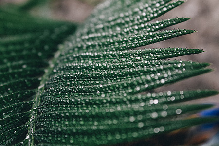 深绿色的圆形叶叶 用水滴巨集拍摄近身森林树叶植被情调宏观环境植物学热带叶子农场图片