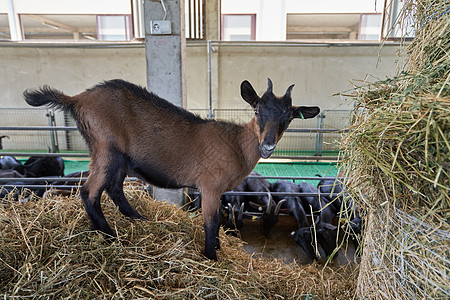 一只年轻的山羊站在农场的干草堆上 看镜头背景图片