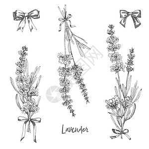一组手画的拉凡德花和可爱弓的草图 它们被孤立在白色背景上 法国证明是浪漫的新设计概念的反向模式 天然熔化物收藏图形绘画草本植物艺图片