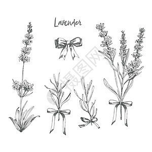 一组手画的拉凡德花和可爱弓的草图 它们被孤立在白色背景上 法国证明是浪漫的新设计概念的反向模式 天然熔化物标签收藏治疗草本植物温图片