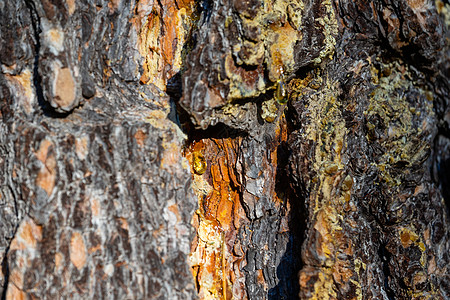古老松树皮的纹理 粗糙松树皮贴近了摄影花纹腐蚀木材棕色风化松树图片