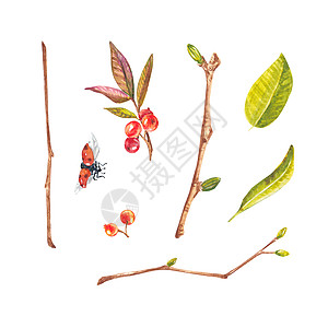 瓢虫和带有浆果和树叶的树枝 白色背景上的水彩插图 适用于设计 明信片 喜帖 包裹 名片 杯子 印刷品图片