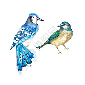 在水彩的白色背景上的两只鸟 冠蓝鸦和山雀 一组孤立的鸟 水彩插图 适用于设计 纺织品 明信片 喜帖 包装 印刷图片