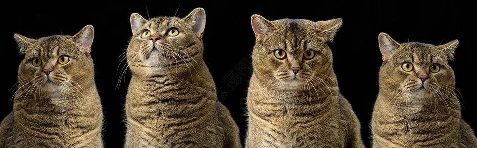 成年纯净的苏格兰直猫坐在黑色背景上 有不同情感 幽默 悲伤 愤怒和好奇的动物毛皮工作室晶须灰色哺乳动物舌头猫科猫咪宠物小猫图片
