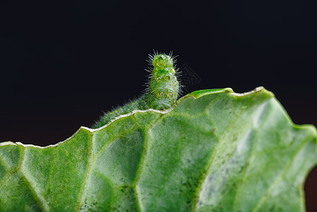 绿毛虫在叶子上爬害虫野生动物漏洞场地后院动物蔬菜蝴蝶食物幼虫图片