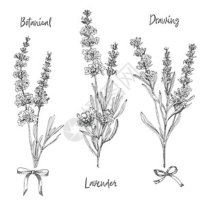 一组手画的拉凡德花和可爱弓的草图 它们被孤立在白色背景上 法国证明是浪漫的新设计概念的反向模式 天然熔化物展示植物绘画草本植物治图片