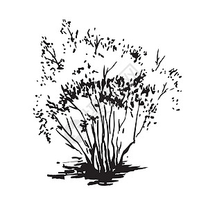 仙女山森林公园黑色和白色现实图像 用墨画笔绘制的草图以及旅行手绘森林公园异国艺术园艺季节地球灌木设计图片