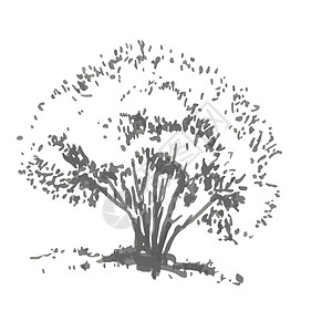 灰色阴影中的现实形象 用墨水刷画的草图灌木插图地球花园异国手绘公园情调叶子季节图片