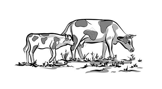 一只牛和小牛吃草 说明是黑白的 用手涂抹图片