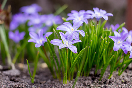 春初蓝柱花朵 背景略微不突出重点的蓝花样图片