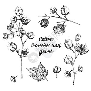 棉花植物的树枝 鲜花和叶子 手绘植物素描插图 雕刻风格 黑白插图草本植物艺术草图拖拉机墨水花束质量绘画植物学农业图片