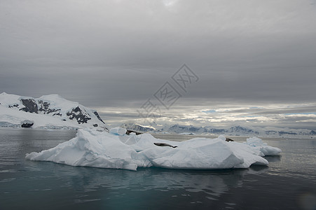 南极洲冰山和海豹的美丽景色图片