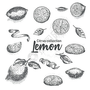 黑白手绘的热带柑橘水果 Lemon 墨水素描风格 模板菜单 食谱 贺卡等好主意图片