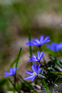 森林草原上的阿内蒙花朵高山晴天草地植物群海葵花瓣荒野图片