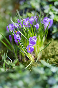 紫花朵能穿过落叶 自然春天背景 Y 我花瓣生态力量宏观阳光地面紫色树叶植物日光图片