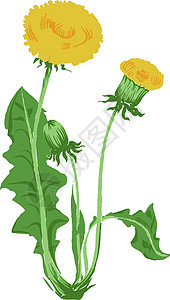 Dandelion花朵 植物原植物风格的草药植物图片