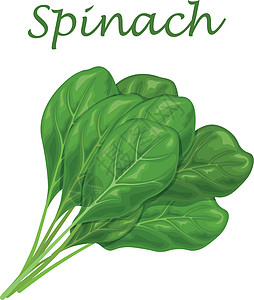 Spinach 绿色菠菜叶 沙拉和烹饪用绿色菠菜叶的图像健康植物群农场叶子插图卡通片树叶植物绘画蔬菜图片