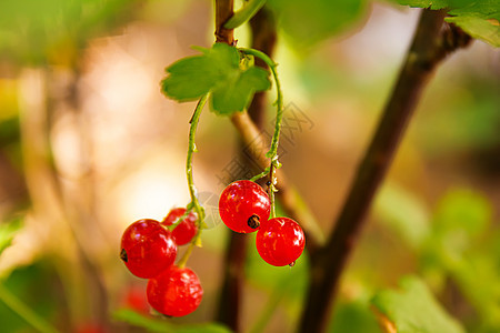 银莓贴近 老小林莓 有选择性的焦点季节荒野衬套树木苔藓花园食物太阳植物群宏观图片