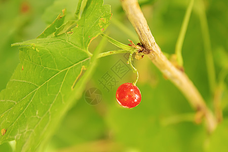 银莓贴近 老小林莓 有选择性的焦点季节阳光生长食物植物群水果衬套花园日落太阳图片