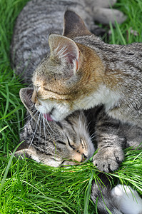 两只条纹小猫坐在草地上花园胡须毛皮场地情谊垃圾猫科宠物后代猫咪图片