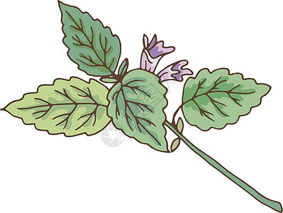 绿色叶子树枝 配有紫花 Catnip植物插图图片