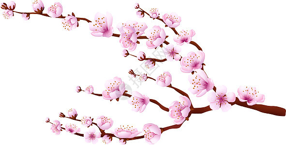 用鲜花的樱桃分支 樱花盛开 树开花图片