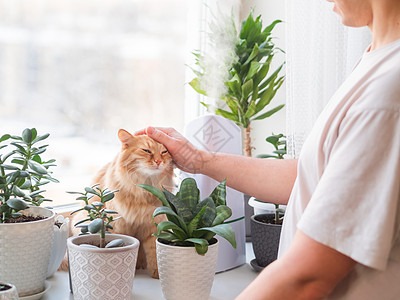 男人抚摸可爱的姜猫 室内植物中的超声波加湿器 窗台上有多肉植物的花盆 水蒸汽滋润家中干燥的空气 电动设备和毛茸茸的宠物器具树叶日图片