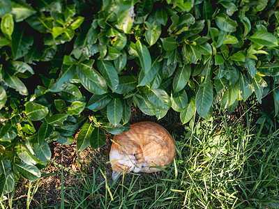 绿金猫在夏日温暖的夜晚小睡一觉 毛毛的动物卷到一个球里来 笑声异域衬套草地休息阳光日落灌木小憩瞌睡花园图片