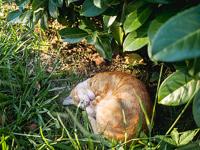 绿金猫在夏日温暖的夜晚小睡一觉 毛毛的动物卷到一个球里来 笑声花园休息虎斑小憩异域日落衬套灌木阳光瞌睡图片