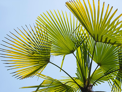 热带花阳光照耀棕榈树叶 热带树有新鲜绿叶 清蓝的天空背景背景