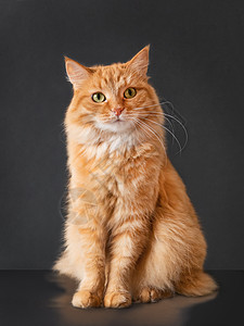 装着黑色背景的面部质疑表情的金姜猫动物宠物胡须哺乳动物姿势情感猫咪猫科动物红色图片