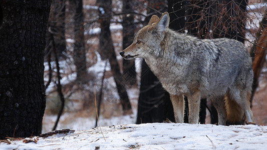 野狼 土狼或者土狼 冬天多雪的森林 加利福尼亚野生动物区系 美国图片