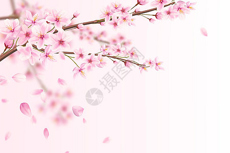 美丽的浪漫插图 粉红色的樱花和掉落的花瓣图片