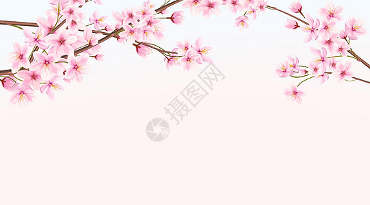 春中盛开樱桃的横幅 日式樱花图片