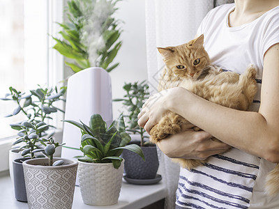 女人抚摸着可爱的姜黄色猫 室内植物中的超声波加湿器 窗台上有多肉植物的花盆 水蒸汽滋润家中干燥的空气 电动设备和毛茸茸的宠物动物图片