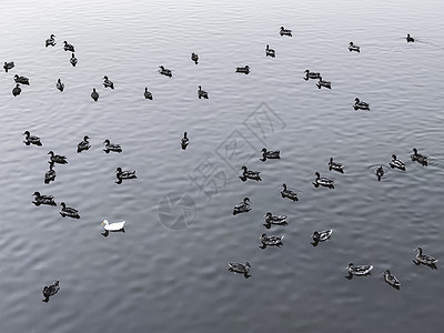 鸭子在湖上漂浮团体翅膀蓝色家庭游泳鸟类羽毛反射池塘小鸭子户外高清图片素材