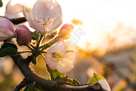 苹果树花苹果在灿烂的金色阳光下绽放 迷人的白色花瓣在绿叶中绽放 惊人的苹果开花在庭院里 令人愉快的树花开花背景