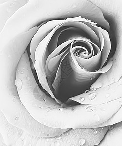白色玫瑰盛开的玫瑰 古老的植物背景和自然的美丽白色奢华娘娘腔黑色植物学宏观花瓣打印女性化背景