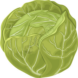 卷心菜 卷心菜头的图像 一颗熟白菜 来自花园的蔬菜 有机食品 在白色背景上孤立的矢量图叶子标识饮食农场市场产品厨房食物农业卡通片图片
