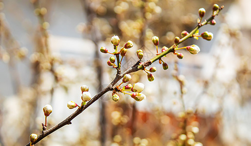 春树开花 果树枝上鲜红粉红色鲜花 有选择的焦点花瓣生长蓝色植物植物群花朵季节阳光晴天花园图片