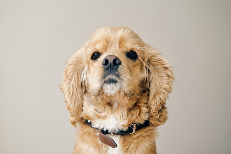 成年美籍男子鸡鸡 Spaniel 关上成人工作室哺乳动物朋友们小狗犬类眼睛猎犬宠物毛皮图片