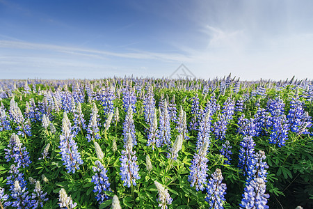 夏季在高草丛生的野蓝润滑油时间场地花环星星牧场绿色季节蓝色野花双年展图片