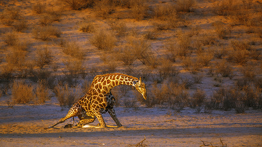 南非Kgalagadi跨界公园的Giraffe自然保护区动物旱地栖息地地区风景驱动旅游野生动物哺乳动物图片