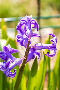 春 有选择性的焦点性质林地生长边框园艺季节花瓣花园灯泡照片紫色图片